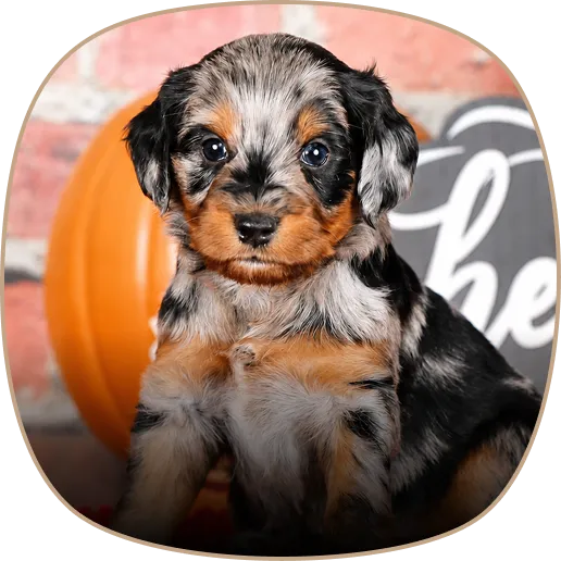 A small black, gray, and tan puppy sits indoors in front of a pumpkin and a chalkboard sign with a brick wall background.