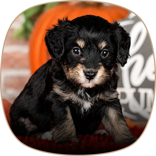 A small black and tan puppy sits indoors on a red blanket.