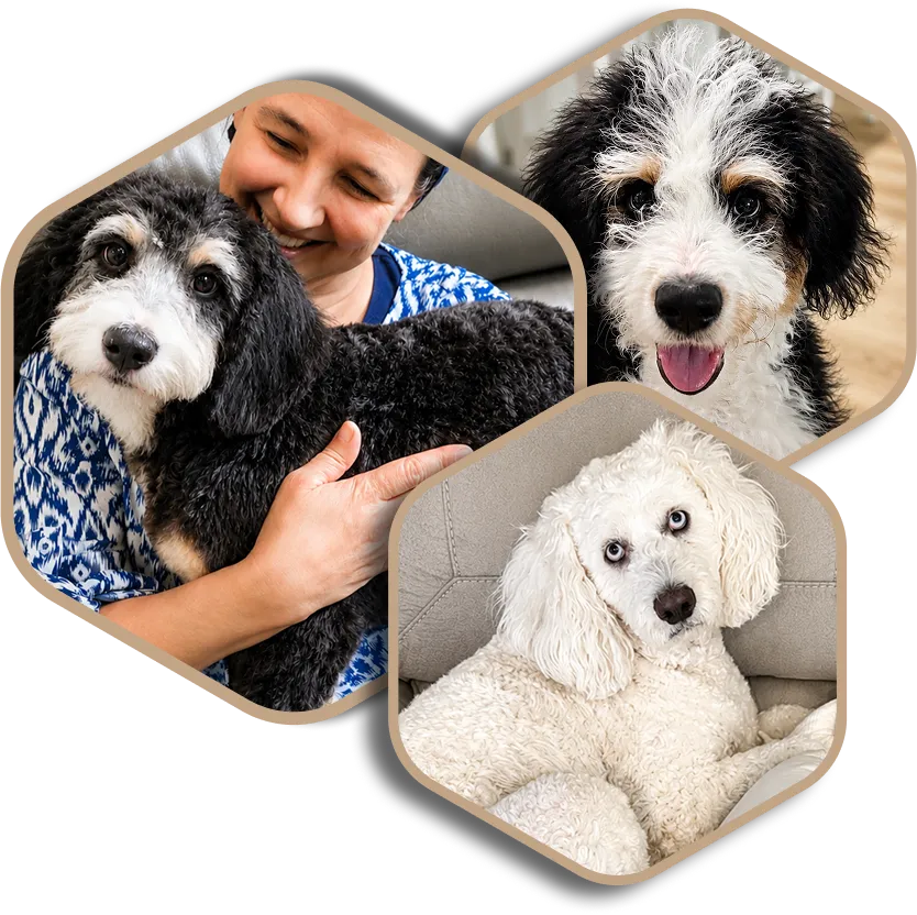 Three poodle-type dogs: black and white puppy, woman holding black dog, and white dog with blue eyes.