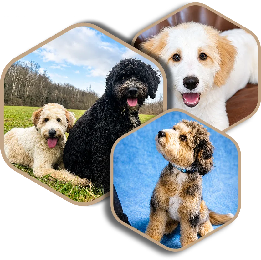 Three happy wavy-coated dogs: a black dog, a cream dog outdoors, and a tri-colored dog indoors.