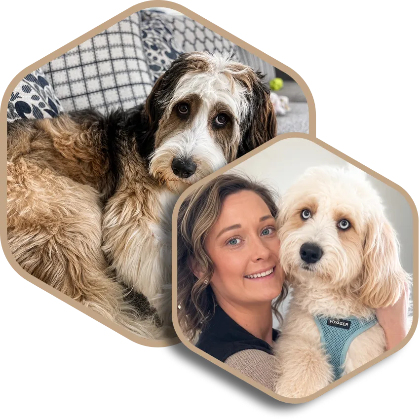 Two hexagon-framed images: one of a fluffy tricolor dog lying down, another of woman holding a cream dog in blue harness.