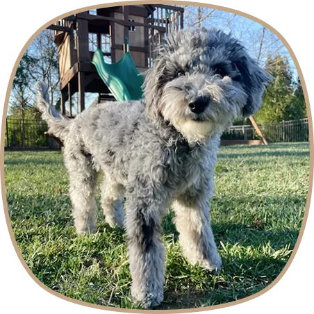 Grey Aussie Montain Doodle dog freshly after grooming