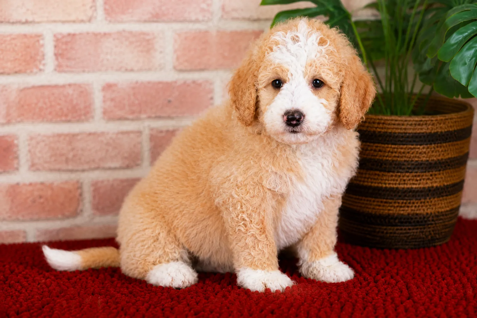 Chase before grooming