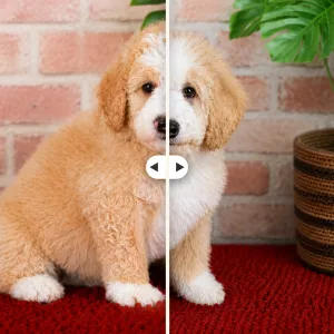 A comparison before and after grooming of a aussie mountain doodle named Chase