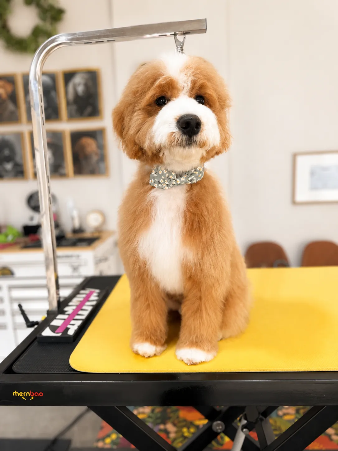 Cosmo, freshly groomed