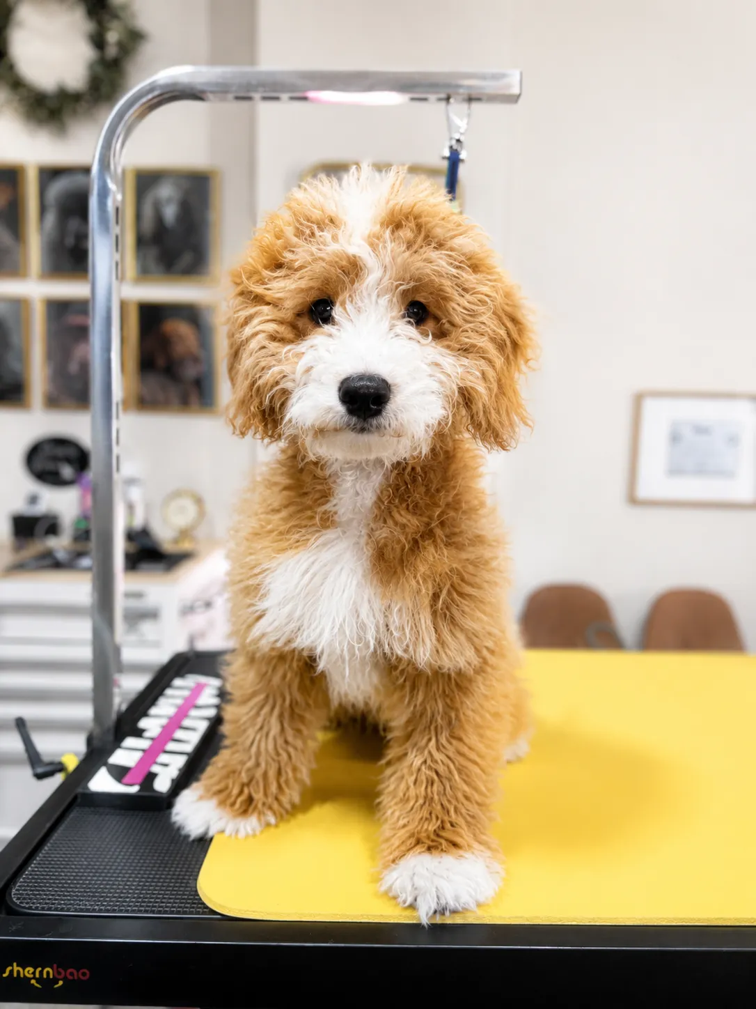 Cosmo, ungroomed