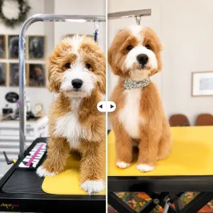 A comparison before and after grooming of a golden mountain doodle named Cosmo