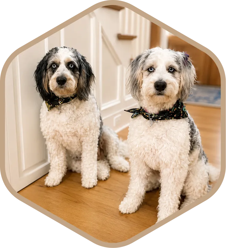 Two curly-coated Aussie Mountain Doodle dogs, perfect family companions.