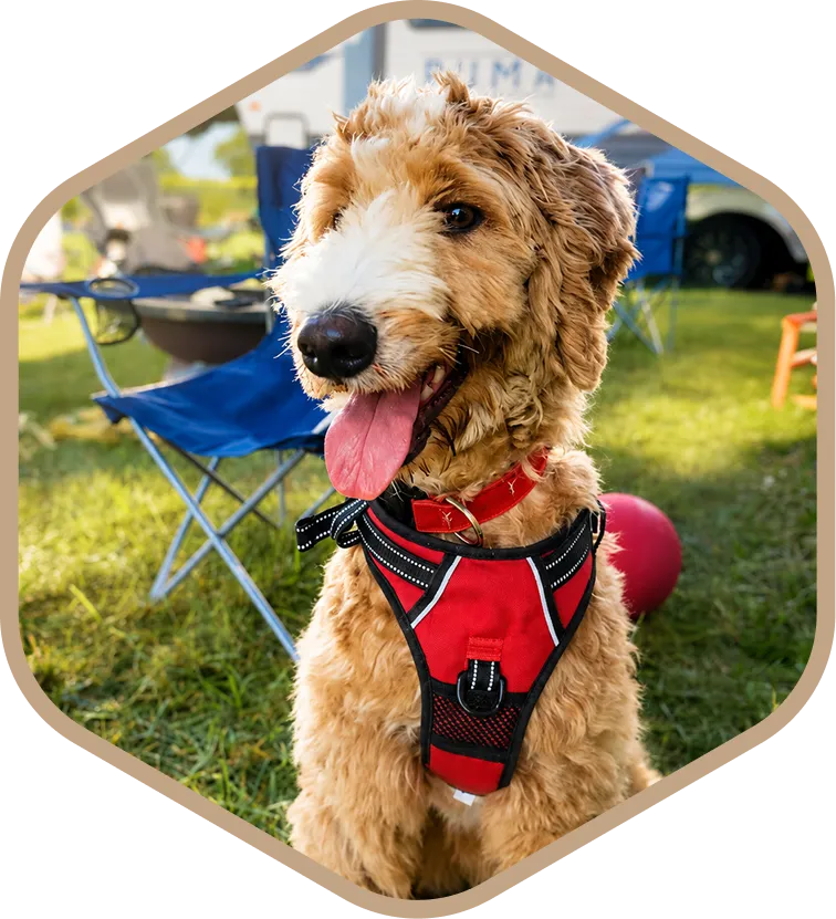 A curly-haired dog wearing a red harness sits on grass outdoors near a camper.
