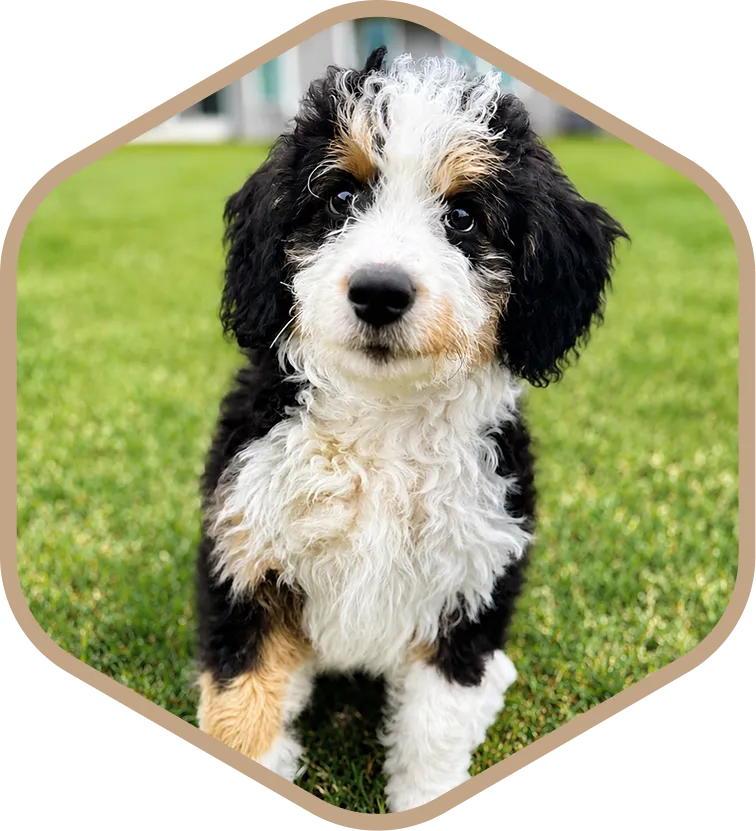A fluffy black, white, and tan Aussie Mountain Doodle puppy sits on green grass, looking directly at the camera.