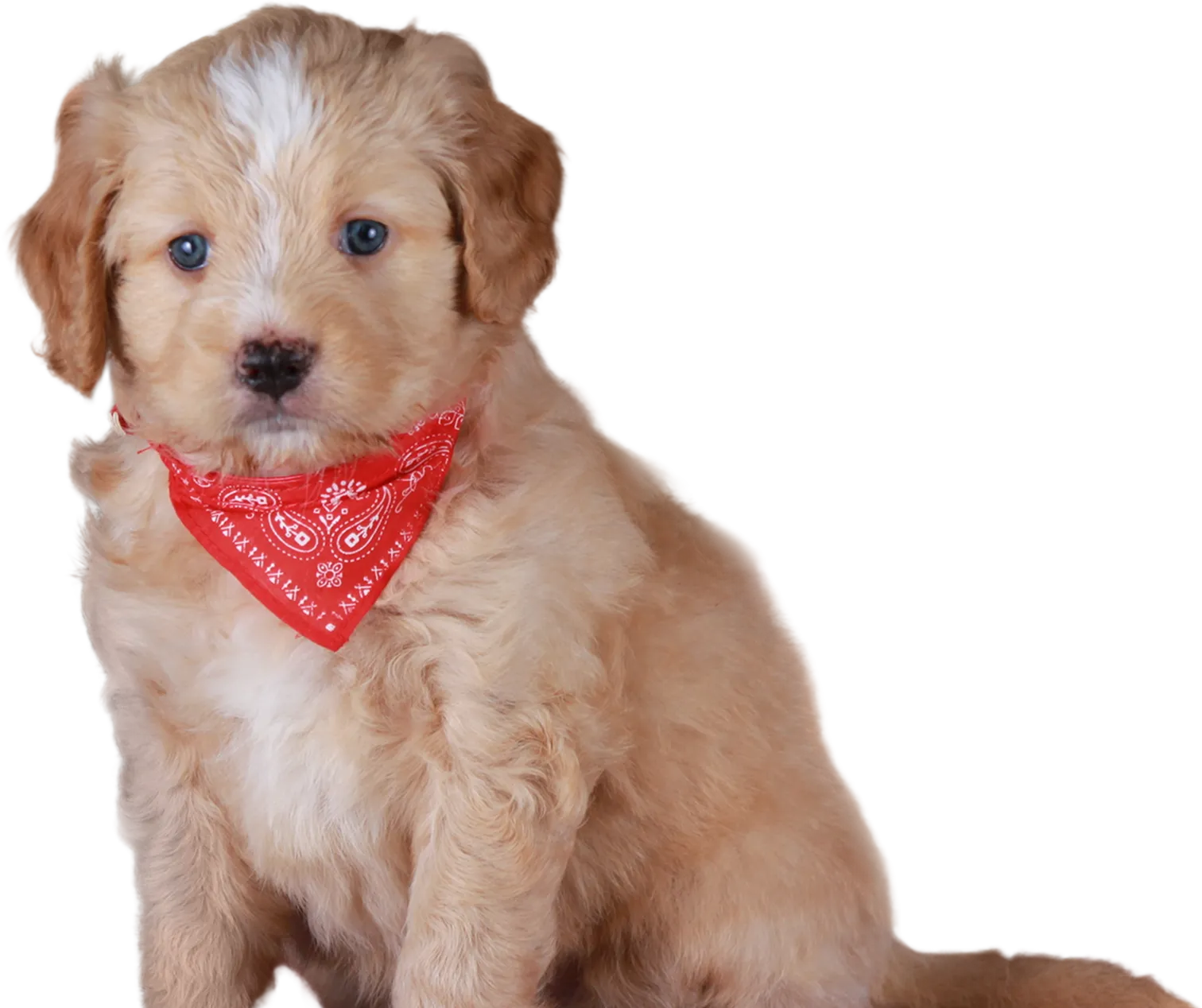 Fluffy light brown Golden Mountain Doodle puppy with blue eyes wearing a red bandana.
