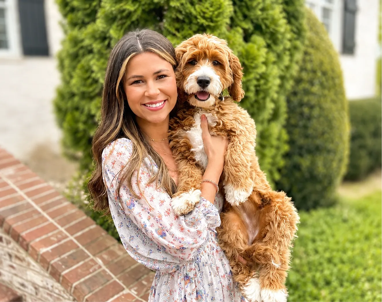 Woman in a floral dress holding a brown and white Mountain Doodle dog outside near a brick wall and green bushes.