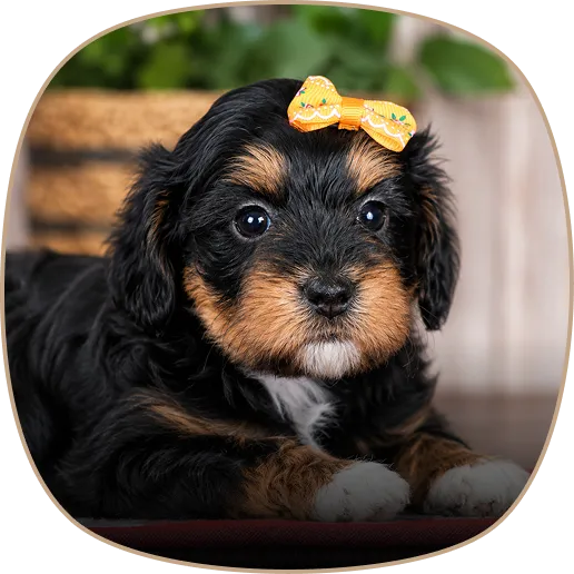 Small black and brown puppy with white paws lying on a rug, wearing a yellow bow on its head.