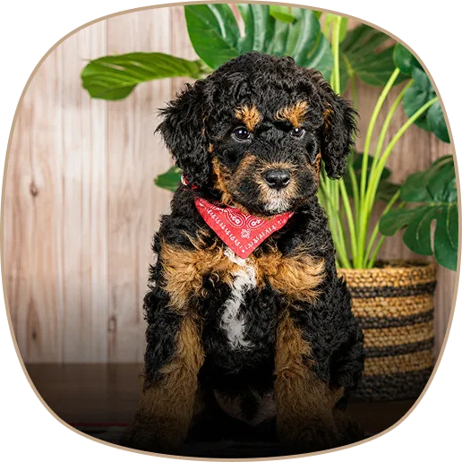 A black and brown Golden Mountain Doodle puppy wearing a red bandana sits in front of a wooden wall and a potted plant.