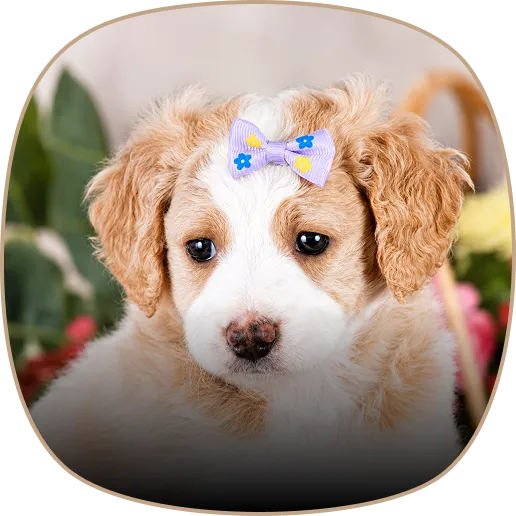 A small, light brown and white Golden Mountain Doodle puppy with a purple bow on its head.