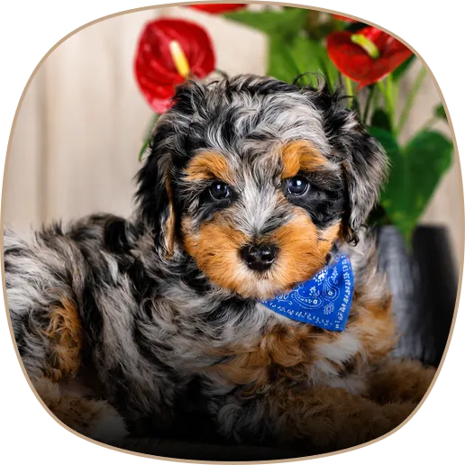 Small black, grey, and tan goldem Mountain Doldle puppy with a blue bandana sits looking at the camera.