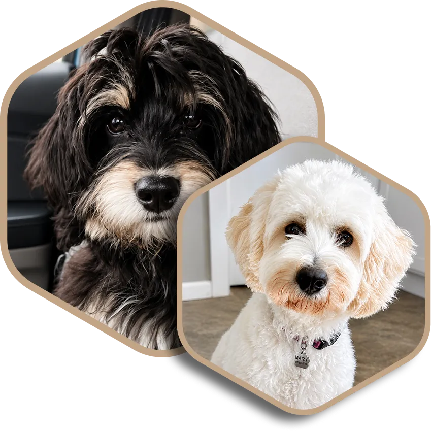 Two straight furred Golden Mountain Doodles: one with black and white fur, and one with cream-colored fur.
