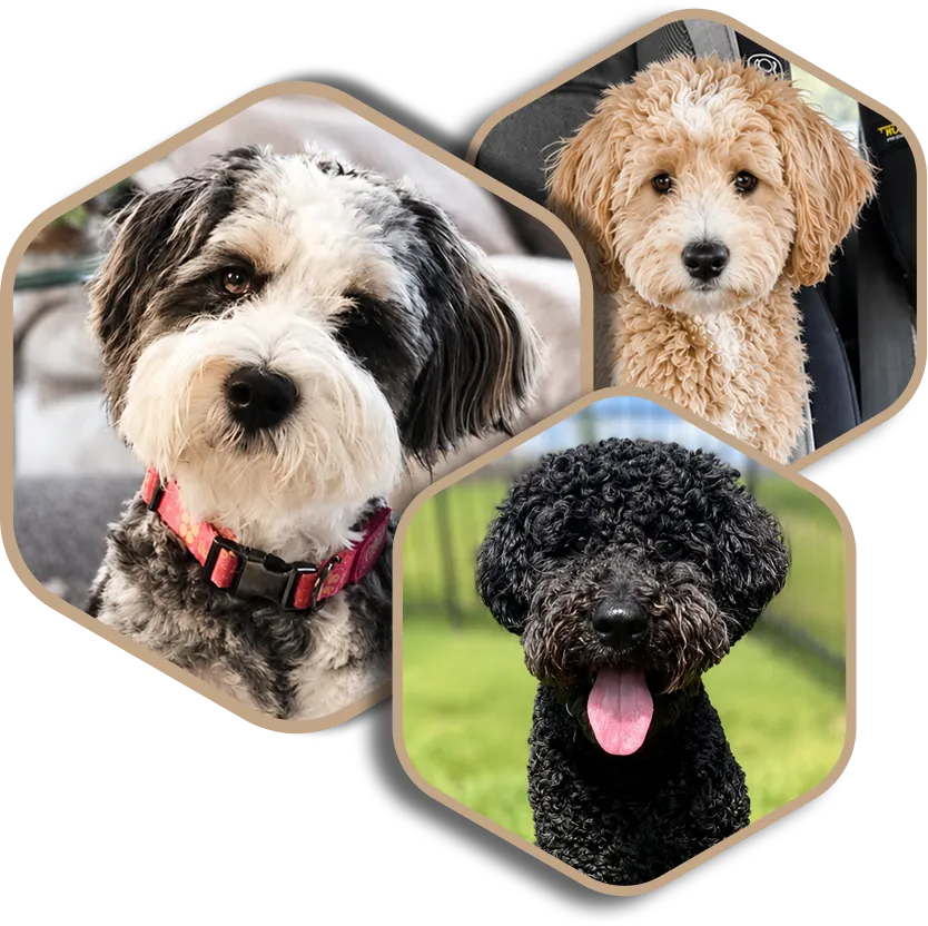 Three curly fur Golden Mountain Doodles: one black and white with a pink collar, one curly tan, and one curly black with its tongue out.