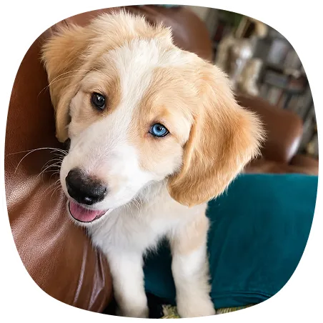 A tan and white unfirnished puppy with blue eyes stands on a brown leather couch, looking at the camera with its mouth slightly open.