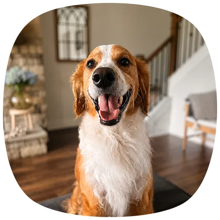 A brown and white Mountain Doodle dog sits indoors on a dark mat, looking at the camera with its mouth open.