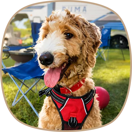 A curly-haired freshly furnished dog wearing a red harness sits outside on grass.