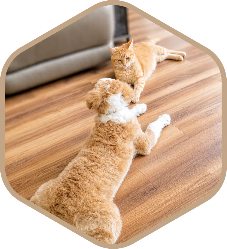 A ginger cat and a fluffy, ginger-and-white dog lie facing each other on a wooden floor near a sofa.