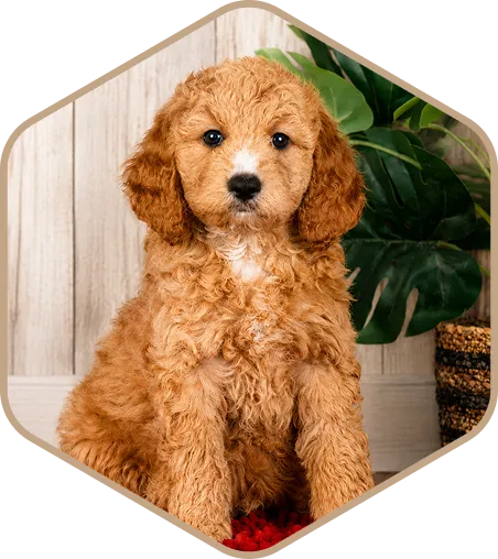 A curly-haired brown Mountain Doodle puppy with a white spot on its nose sits indoors in front of a plant and wooden wall.