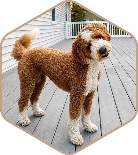 A curly-coated brown and white dog stands on a gray wooden deck outside a house.