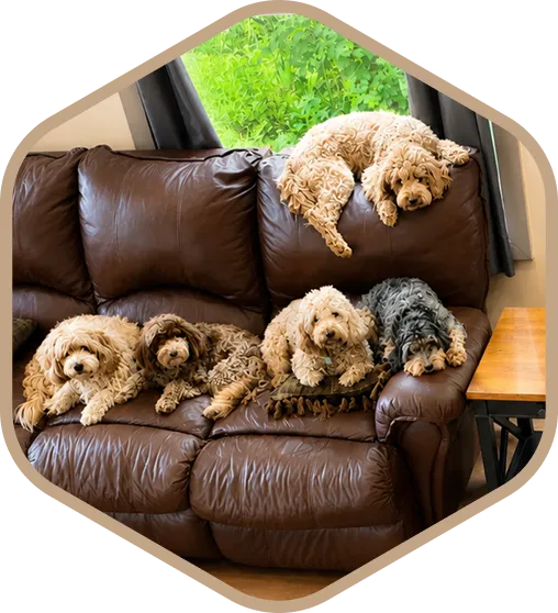 Five curly-haired dogs rest on a brown leather couch, with four lying together on the seat and one sprawled across the top.