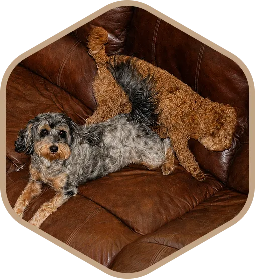 Two small dogs on a brown leather couch; one gray and black dog is lying down, while a curly brown dog is standing with its back turned.
