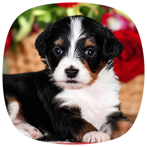 A cute black, white, and brown puppy with blue eyes chilling indoors.