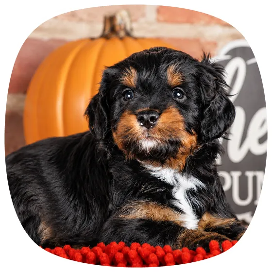 A black and brown puppy with a white chest lies on a red blanket.
