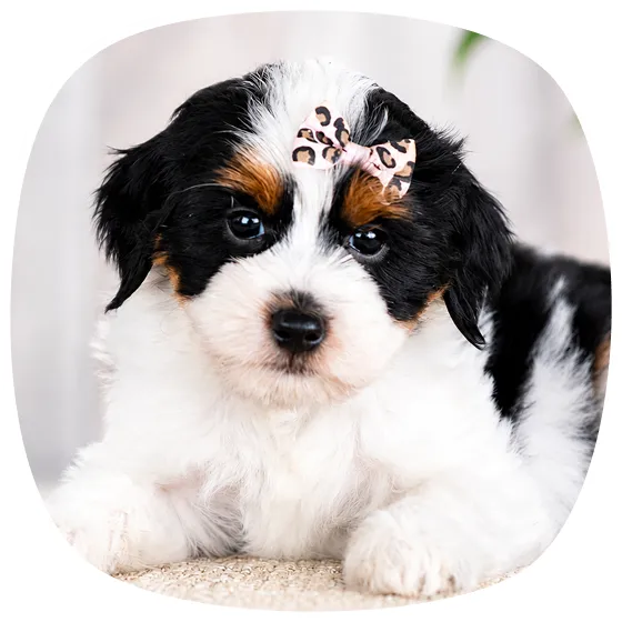Small black, white, and brown puppy with a fluffy coat lying down, wearing a leopard-print bow on its head, looking at the camera.