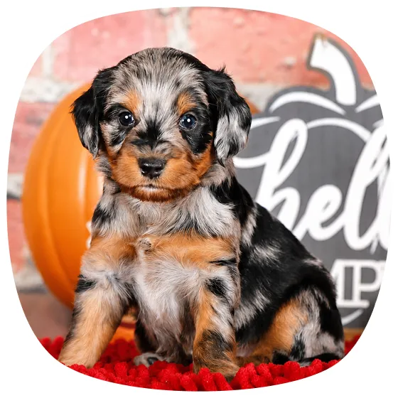 A black, gray, and tan puppy sits on a red rug posing for the camera.