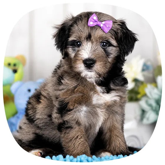Merle fluffy puppy with black, gray, and white fur sits on a blue rug, wearing a purple bow on its head.