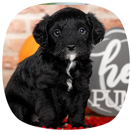 A small black Mountain Doodle puppy with a white spot on its chest sits and poses indoors.