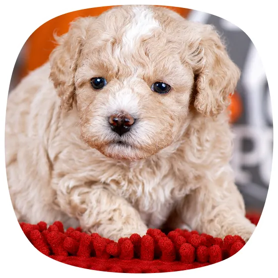 A small, curly-haired light brown solid color puppy looking slightly to the side.