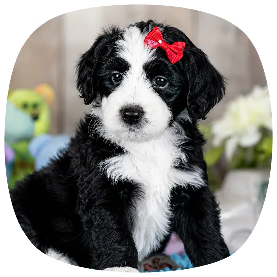 Black and white puppy with a red bow on its head sits indoors, looking at the camera.