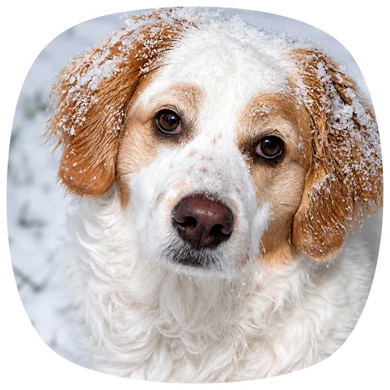 A white and brown unfurnished dog with snow on its fur looks up at the camera while standing outside in snowy surroundings.