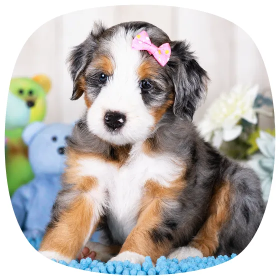 A fluffy tricolor puppy with a pink bow sits on a blue rug, with stuffed animals and flowers in the background.