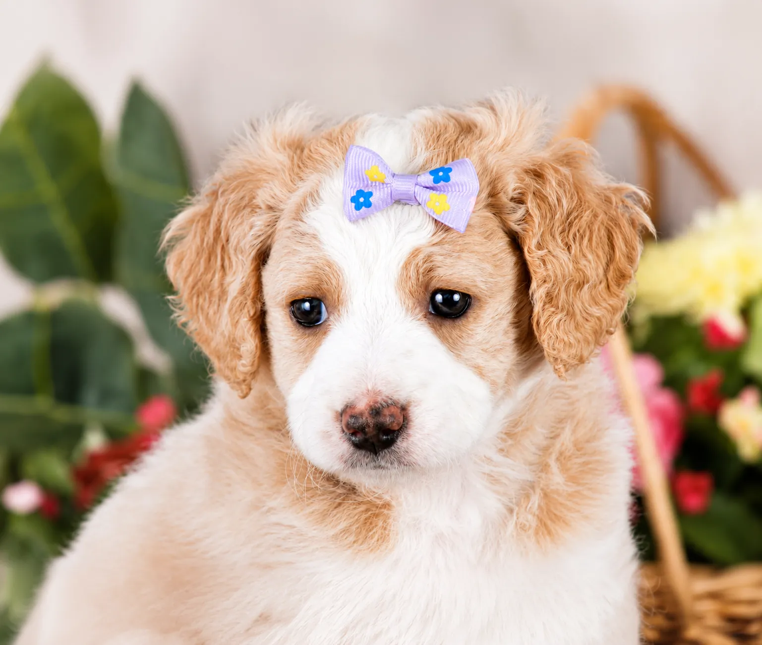 A light brown and white Mountain Doodle puppy with a purple bow on its head.