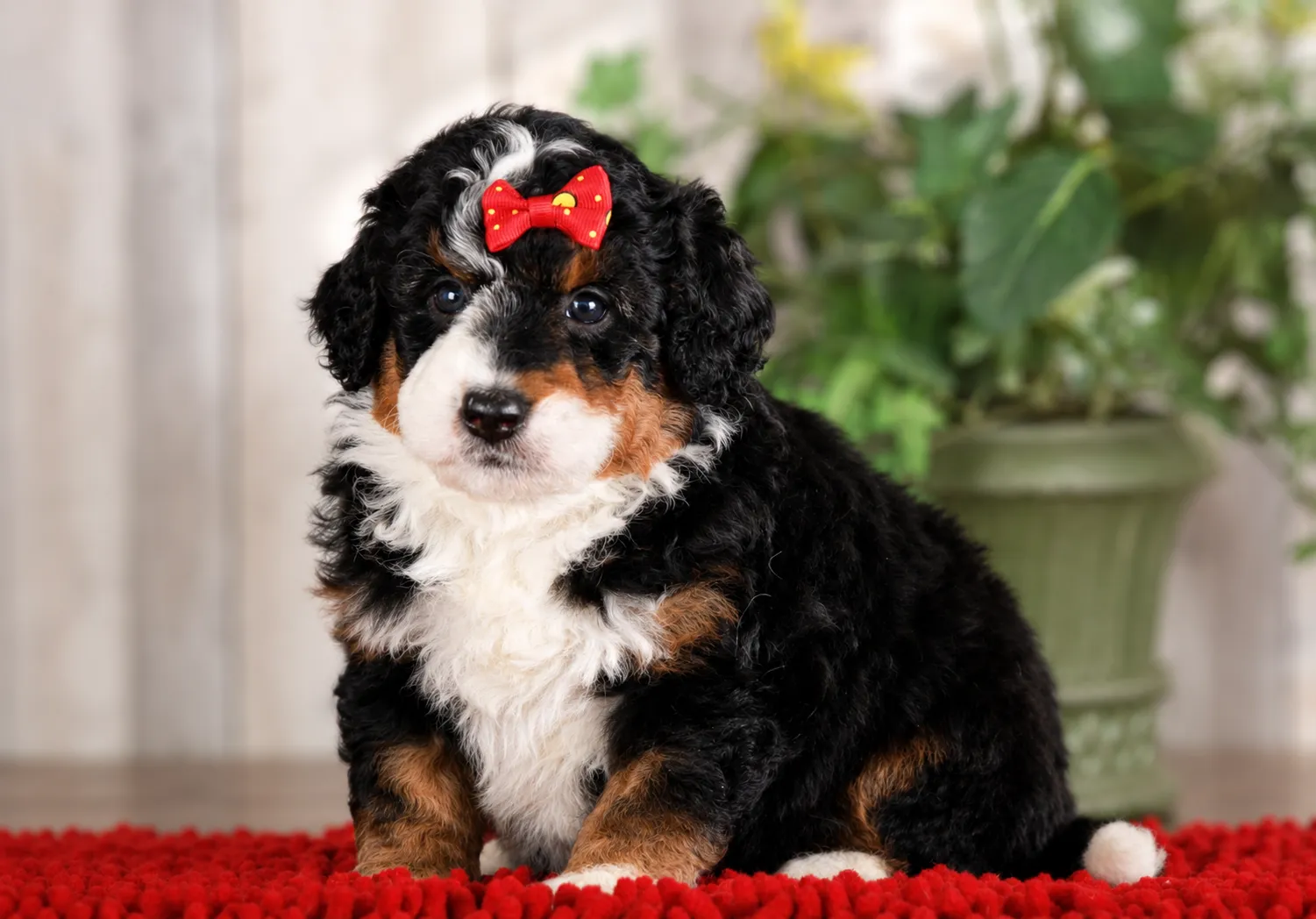 A Mountain Doodle puppy with a red bow on its head sits and poses on a red rug.