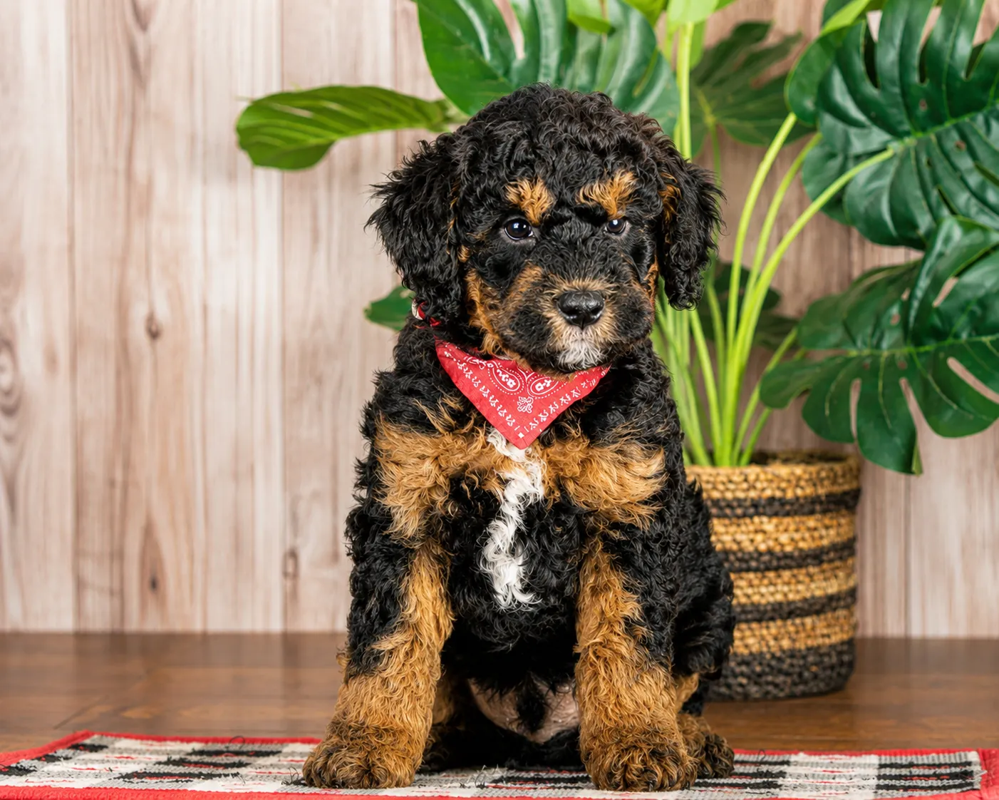 A black and brown puppy with curly fur and a red bandana sits on a patterned rug.
