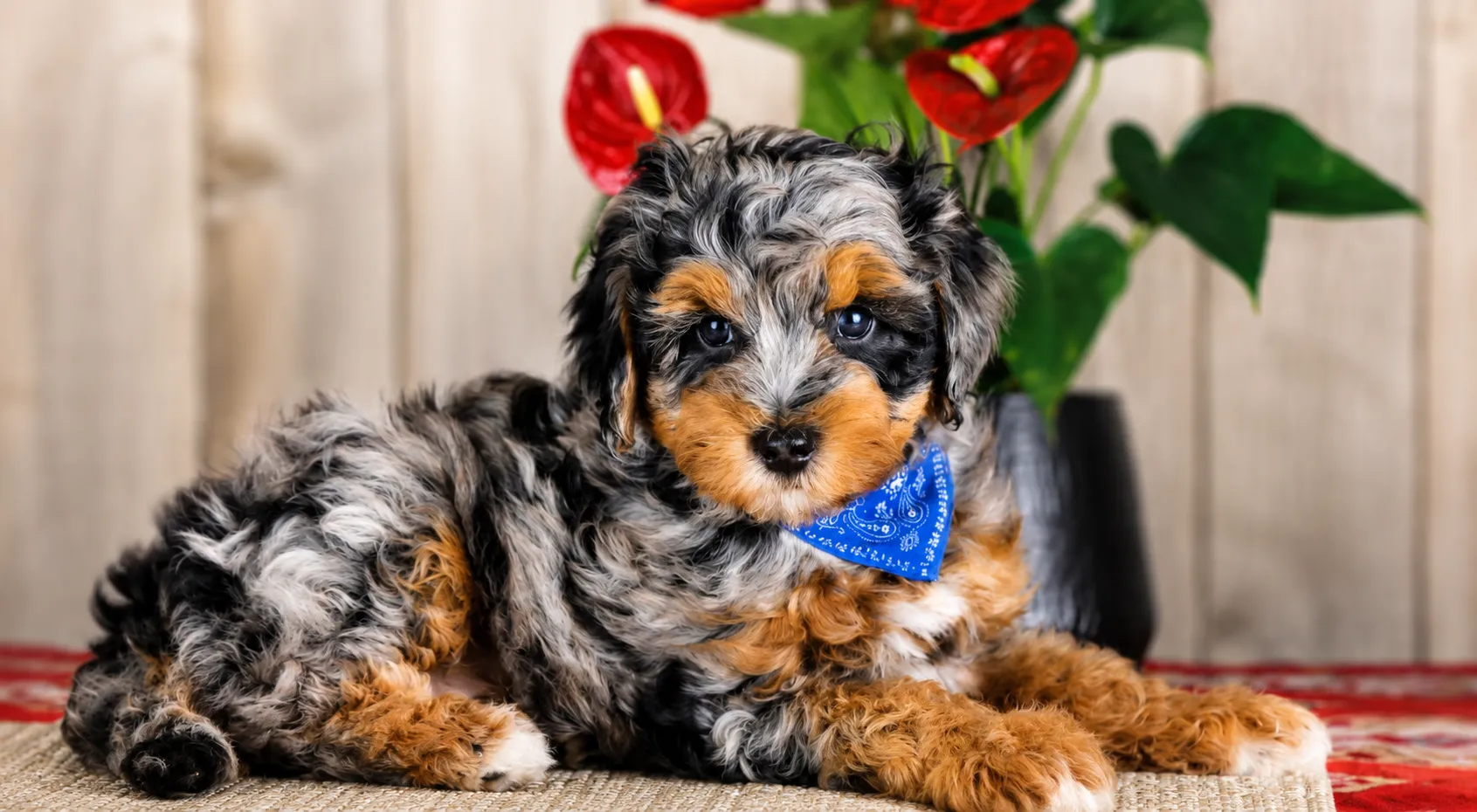 A small, curly-haired puppy with black, gray, and tan fur wears a blue bandana and lies on a mat.