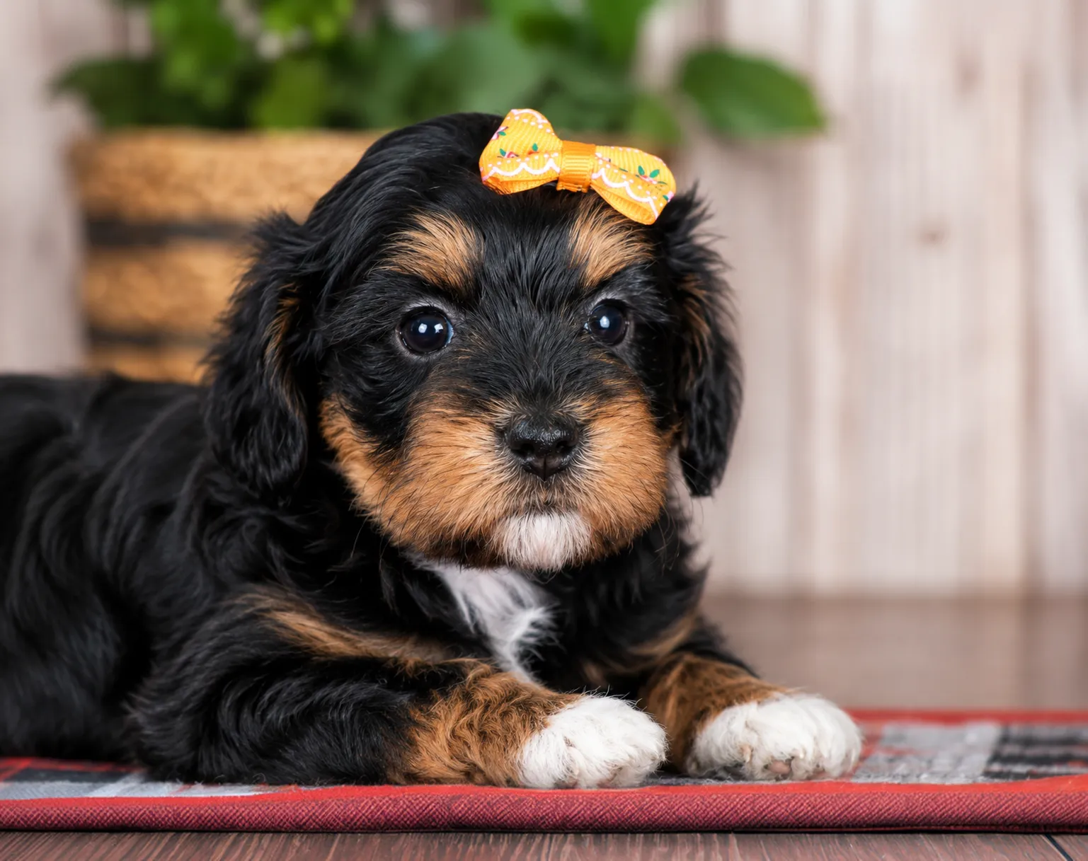 Small black and brown puppy with white paws lying on a rug, wearing a yellow bow on its head.