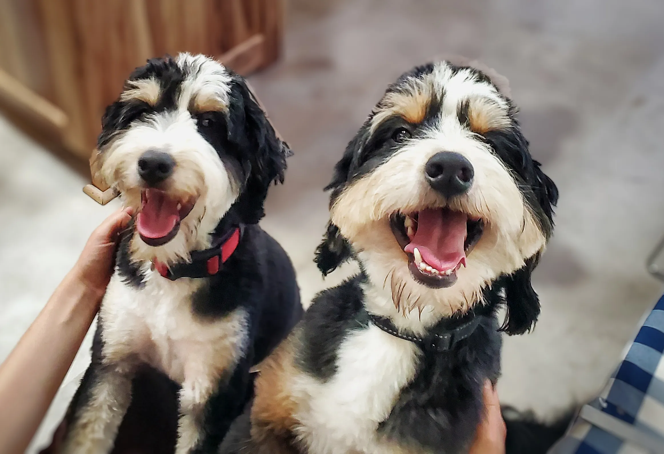 Two fluffy black, white, and tan dogs with collars sit side by side, both looking at the camera.