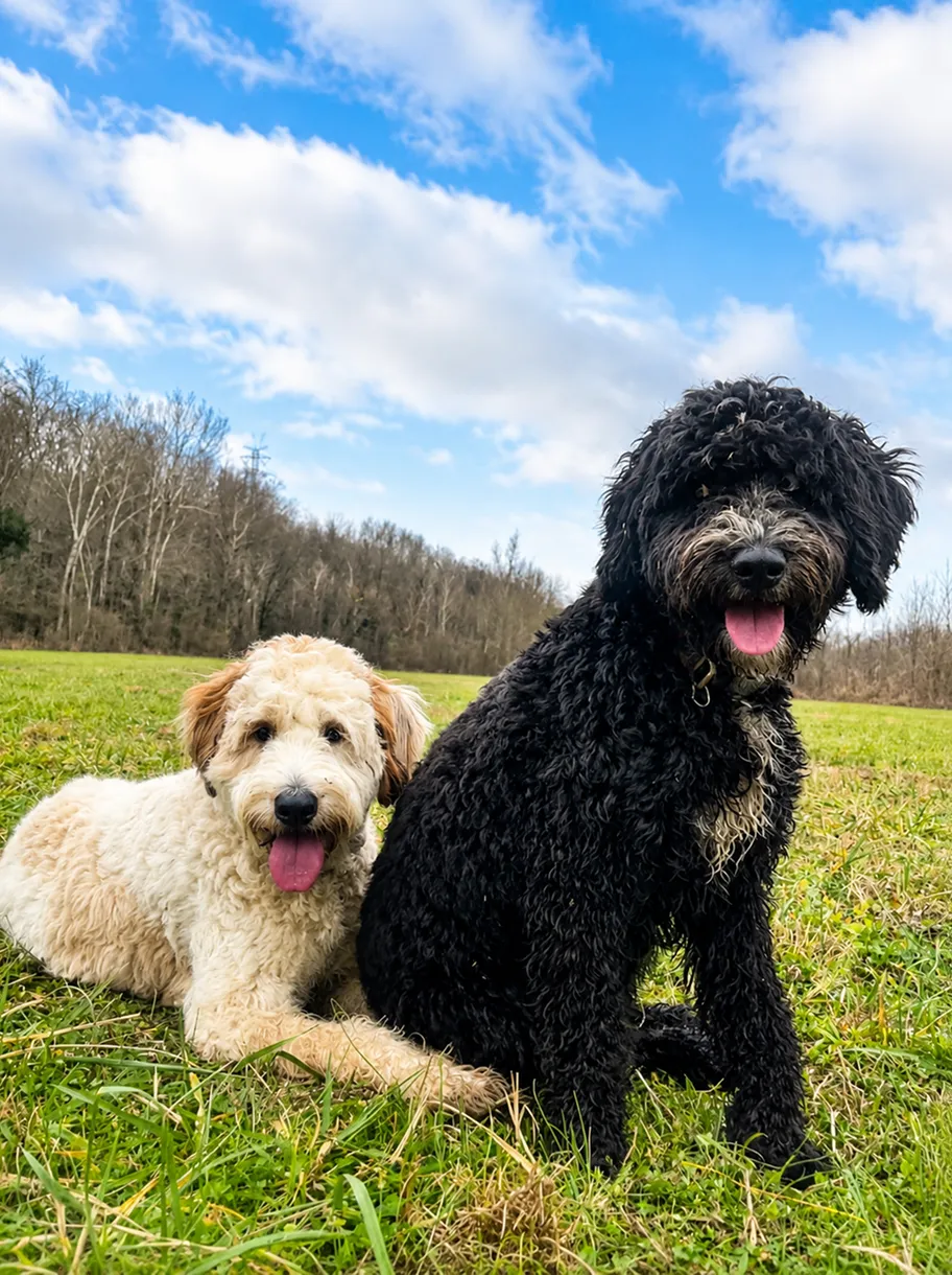 A black dog and a cream-colored dog are sitting and lying on green grass in a field, both with tongues out.