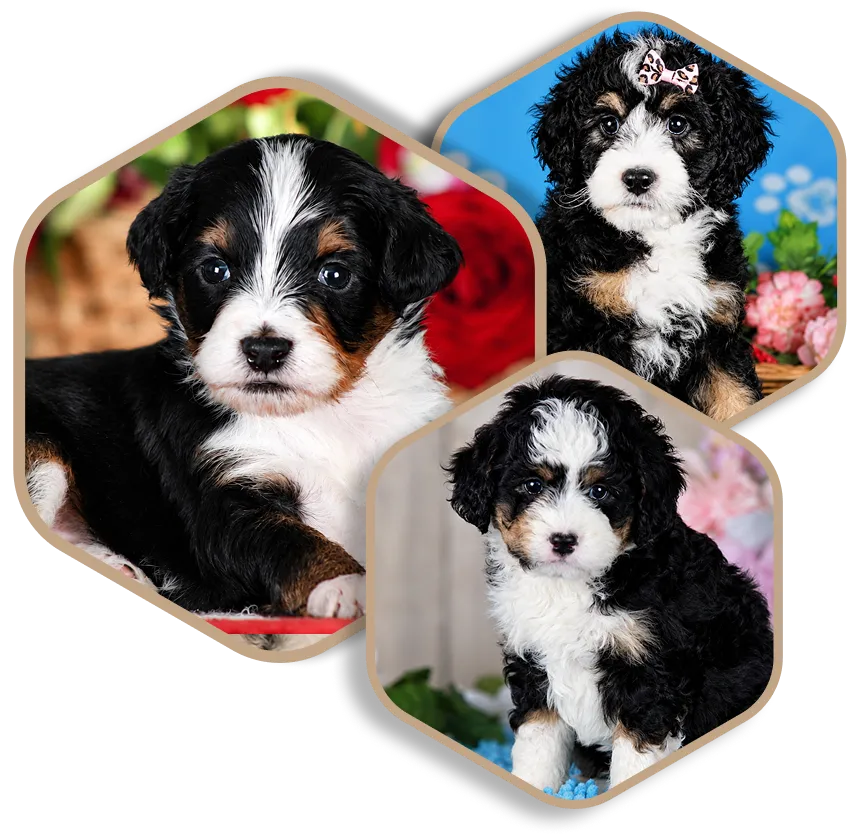 Three Classic Tr-color Bernedoodle puppies with black, white, and brown fur are shown in separate hexagonal frames.