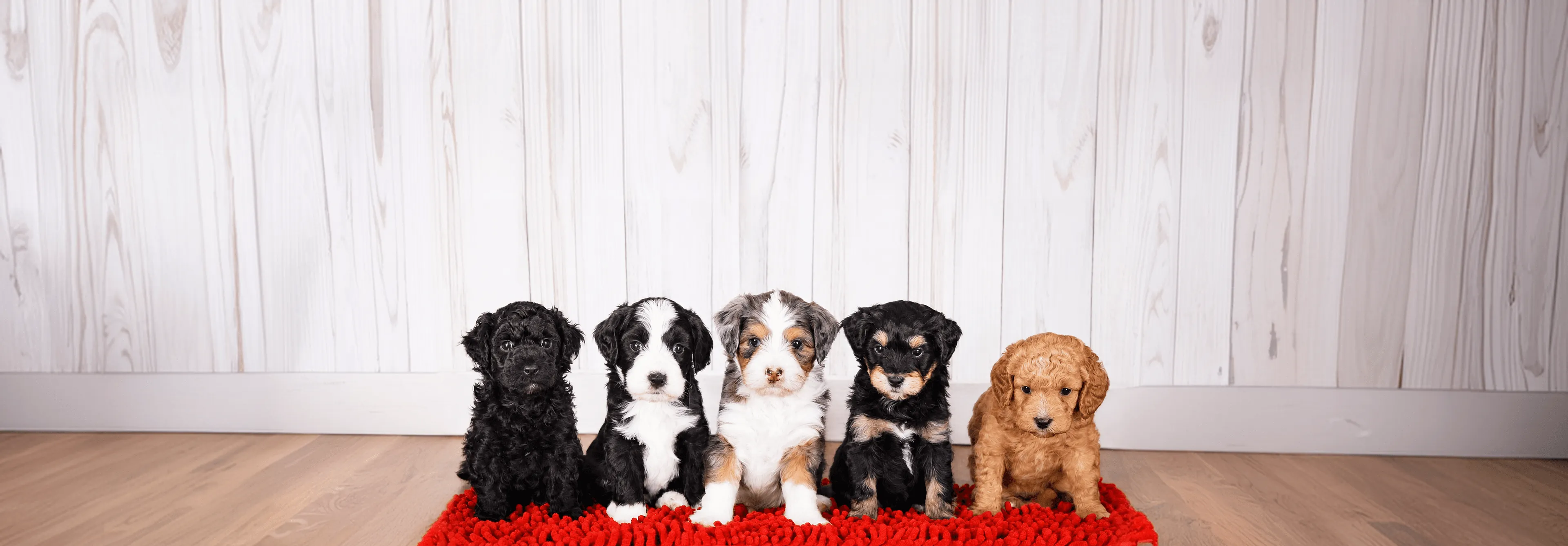 Five puppies of various breeds and colors sit in a row on a red rug.