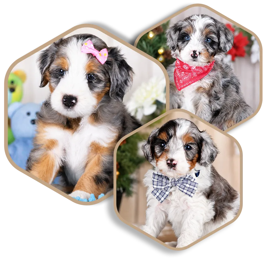 Three fluffy puppies with tricolor fur, each wearing a different accessory: a pink bow, a red bandana, and a blue plaid bow tie.